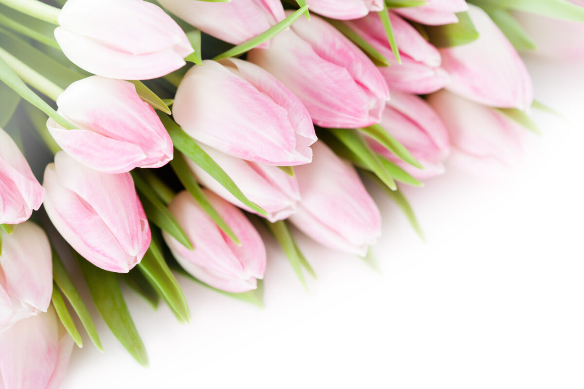 8 marzo – Giorno delle donne